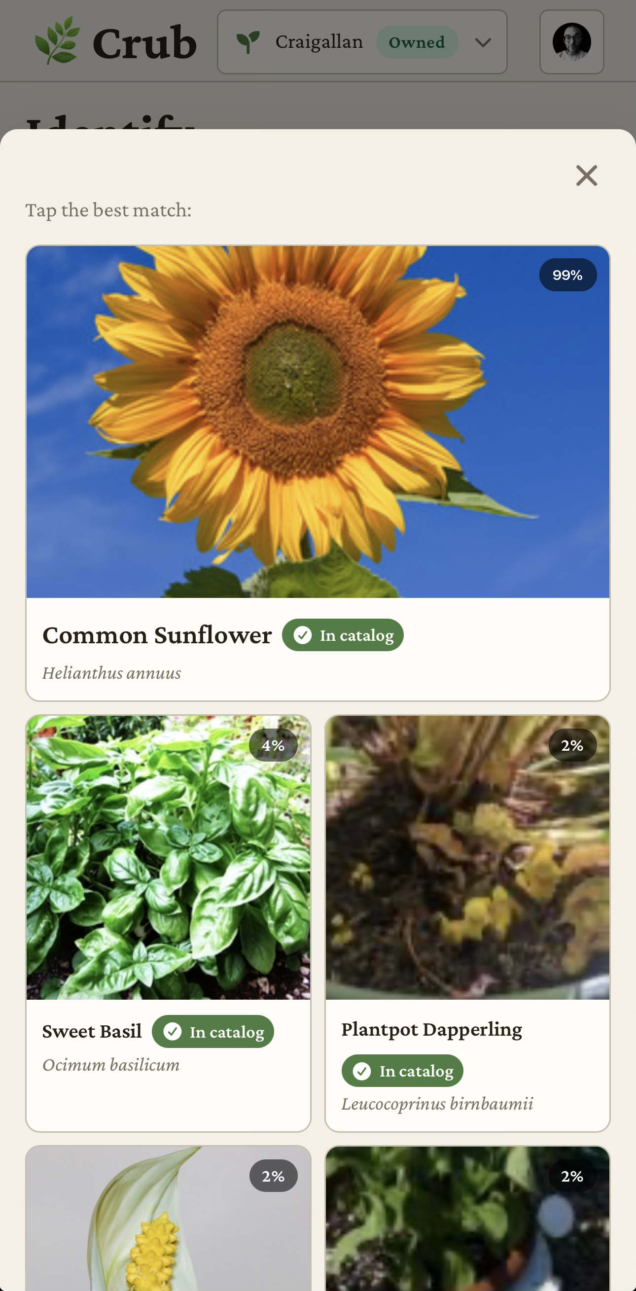 The Crub web app identifying a plant from a photo